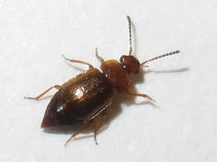 Anthobium unicolor