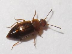 Anthobium unicolor