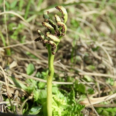 Sceptridium lunarioides