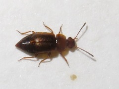Anthobium unicolor