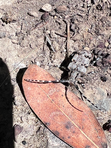 Spotted Tree Borer photo 4
