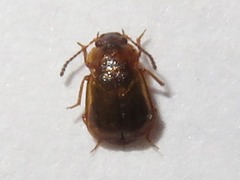 Anthobium unicolor