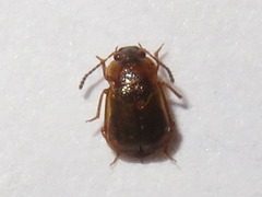 Anthobium unicolor