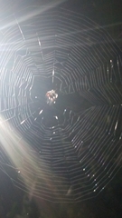 Gasteracantha cancriformis