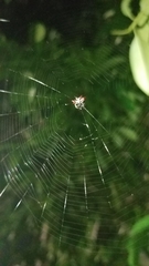 Gasteracantha cancriformis