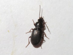 Pterostichus strenuus