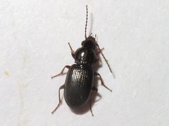 Pterostichus strenuus
