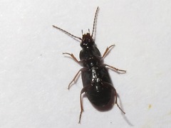 Pterostichus strenuus