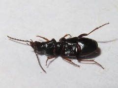 Pterostichus strenuus