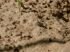 Cicindela repanda repanda