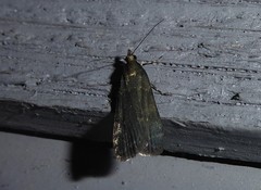 Eudonia cataxesta