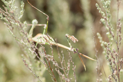 Empusa pennicornis