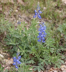 Lupinus subcarnosus