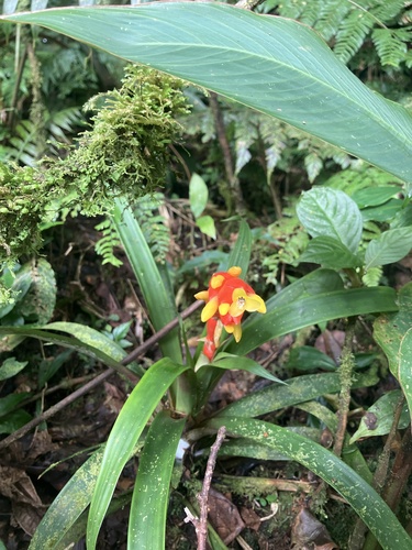 Guzmania nicaraguensis (Guzmania nicaraguensis)