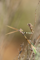 Empusa pennicornis