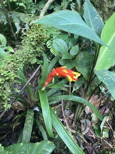 Guzmania nicaraguensis, photograph 5