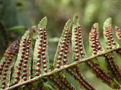 Alsophila borbonica