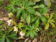 Helleborus lividus