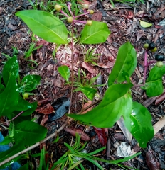 Chassalia princei