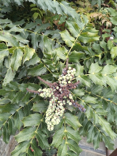 Mahonia napaulensis, 2026-04-30
