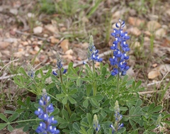 Lupinus subcarnosus