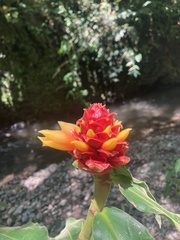 Costus montanus, photograph author not stated, no rights reserved