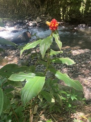 Costus montanus, photograph author not stated, no rights reserved