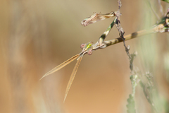 Empusa pennicornis