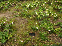 Helleborus lividus