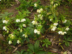 Helleborus lividus