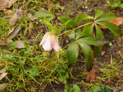 Helleborus lividus