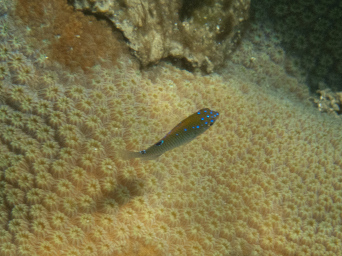 Dusky damselfish (Stegastes adustus) — Pomacentridae — 2
