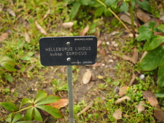 Helleborus lividus