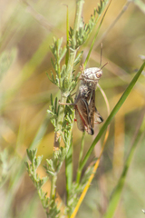 Arcyptera microptera