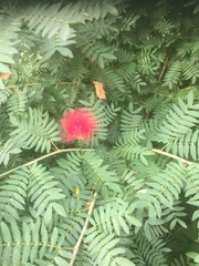 Calliandra
