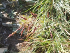 Sorghum leiocladum