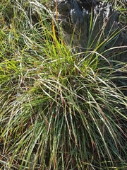 Sorghum leiocladum
