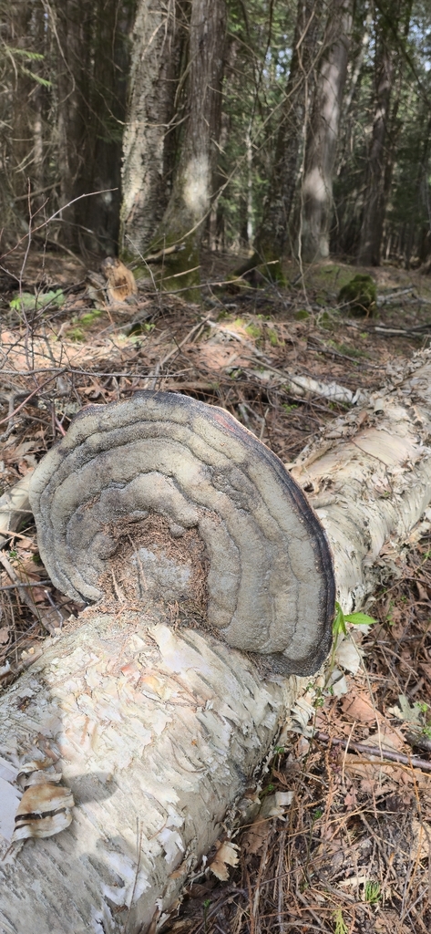 Fomitopsis mounceae · April 2026 · photo: © leannestacy (iNaturalist, cc0)