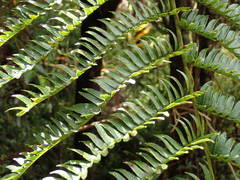 Alsophila borbonica