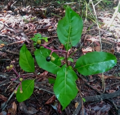 Chassalia princei
