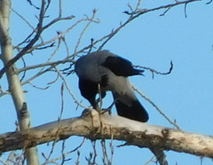 Corvus cornix