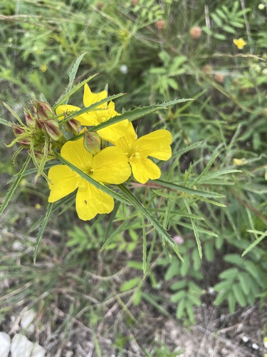 Oenothera capillifolia, photograph 3