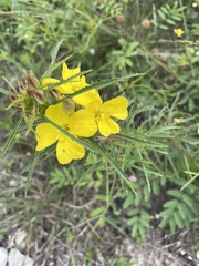Oenothera capillifolia, photograph Nathan May, CC BY, iNaturalist via GBIF