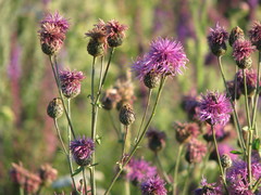 Centaurea scabiosa apiculata