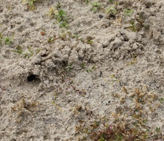 Neoscapteriscus borellii