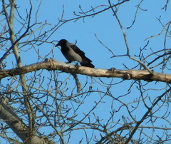 Corvus cornix