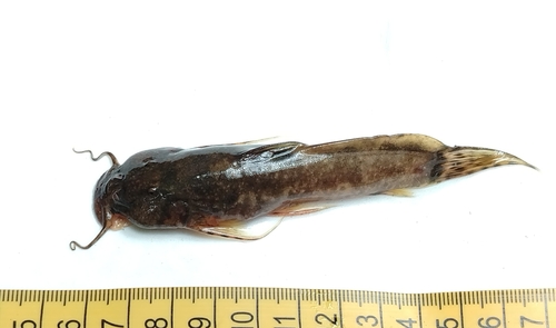Chota climbing catfish (Astroblepus chotae) — Astroblepidae — 2