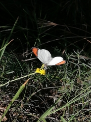 Colotis euippe euippe