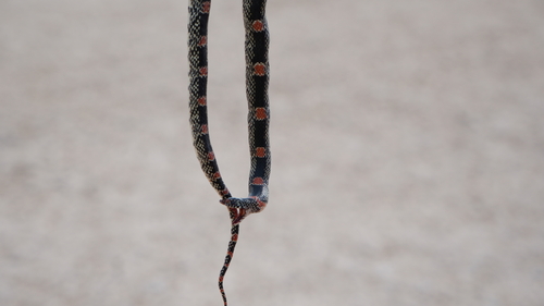Long-nosed Snake