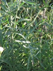 Centaurea scabiosa apiculata